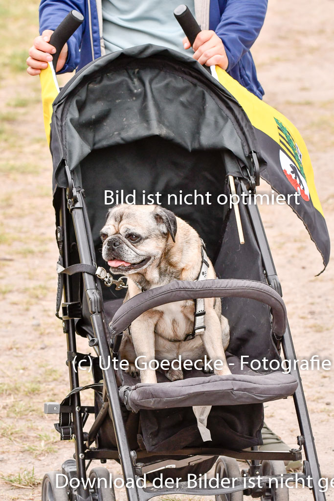 Goldene Schärpe Ponys in Hohenberg Krusemark 2024 | Impressionen GS Pony_081