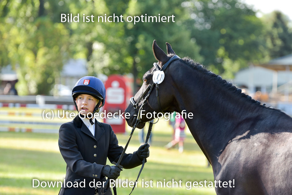 Goldene Schärpe Ponys in Hohenberg Krusemark 2024 | 14072024 Vormustern_001 