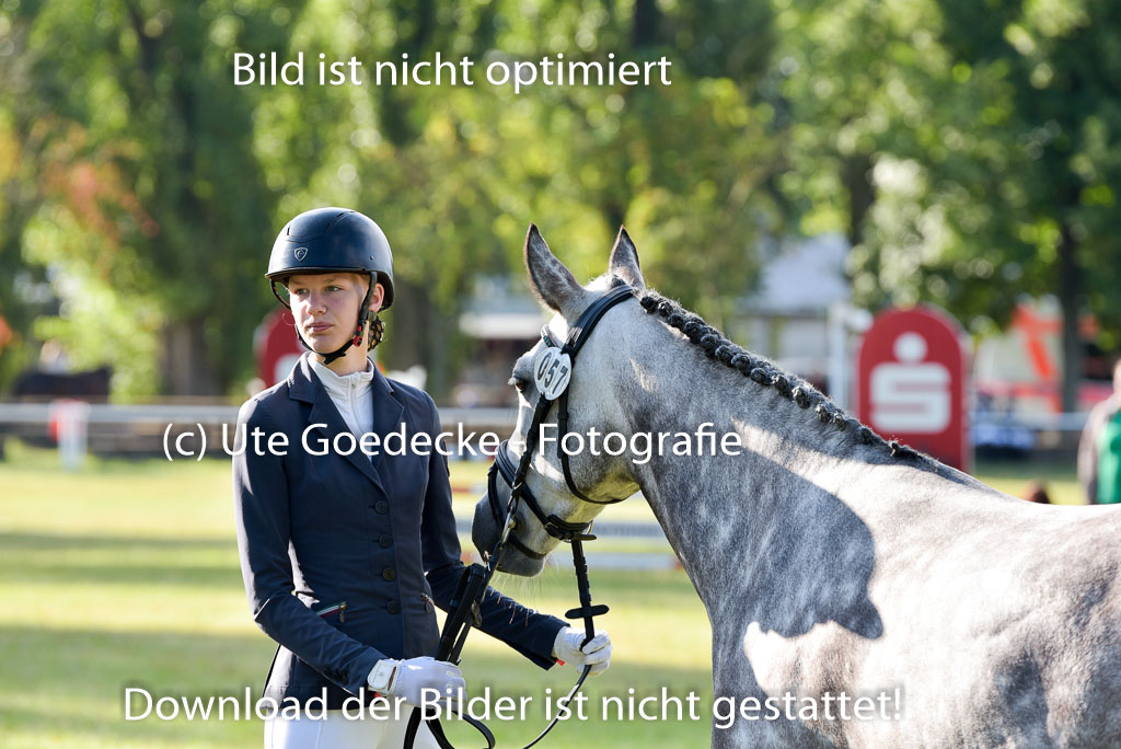 Goldene Schärpe Ponys in Hohenberg Krusemark 2024 | 14072024 Vormustern_008