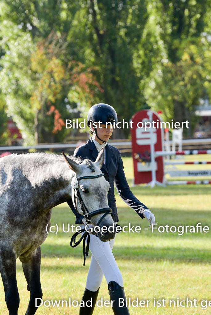 Goldene Schärpe Ponys in Hohenberg Krusemark 2024 | 14072024 Vormustern_011
