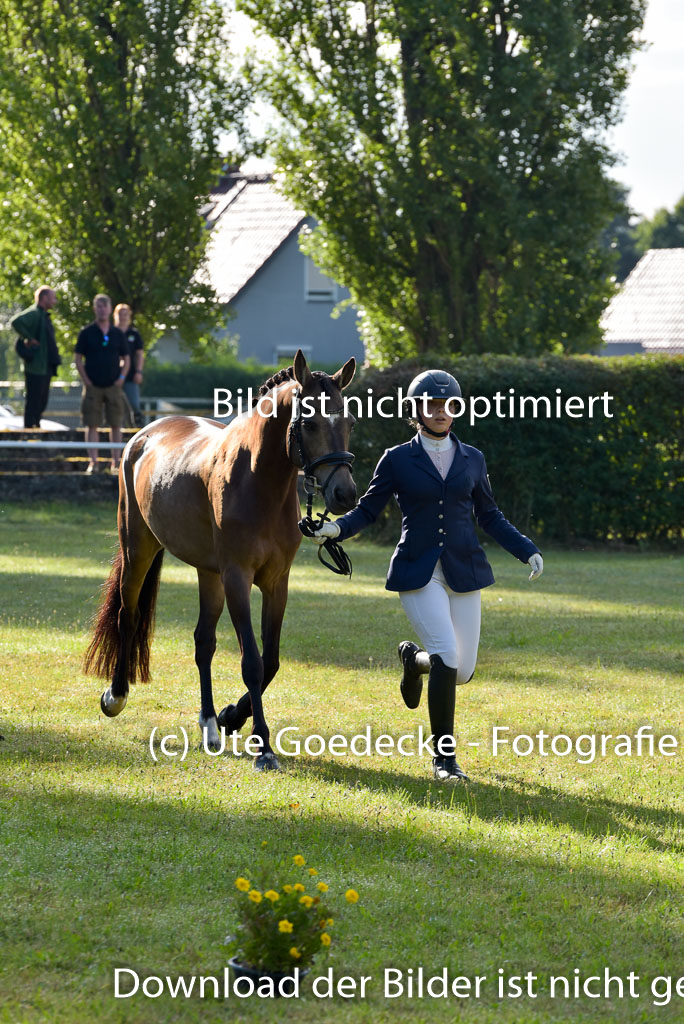 Goldene Schärpe Ponys in Hohenberg Krusemark 2024 | 14072024 Vormustern_017