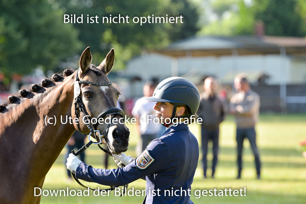 Goldene Schärpe Ponys in Hohenberg Krusemark 2024 | 14072024 Vormustern_018