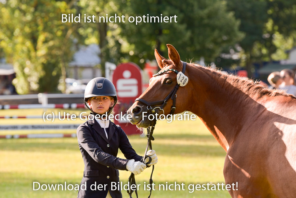 Goldene Schärpe Ponys in Hohenberg Krusemark 2024 | 14072024 Vormustern_057