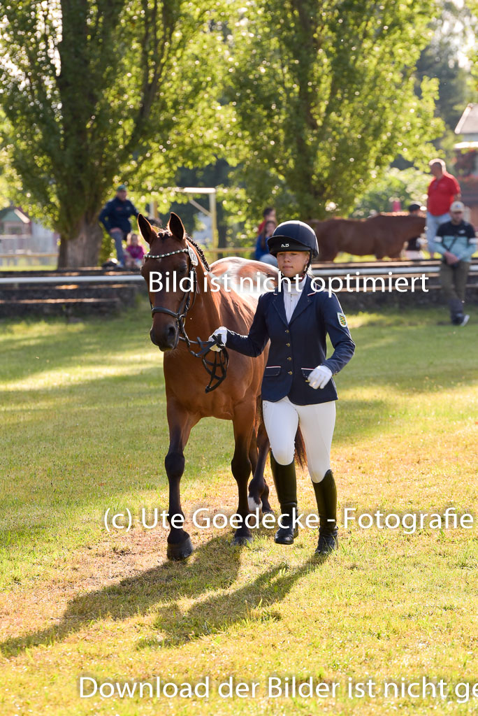 Goldene Schärpe Ponys in Hohenberg Krusemark 2024 | 14072024 Vormustern_061
