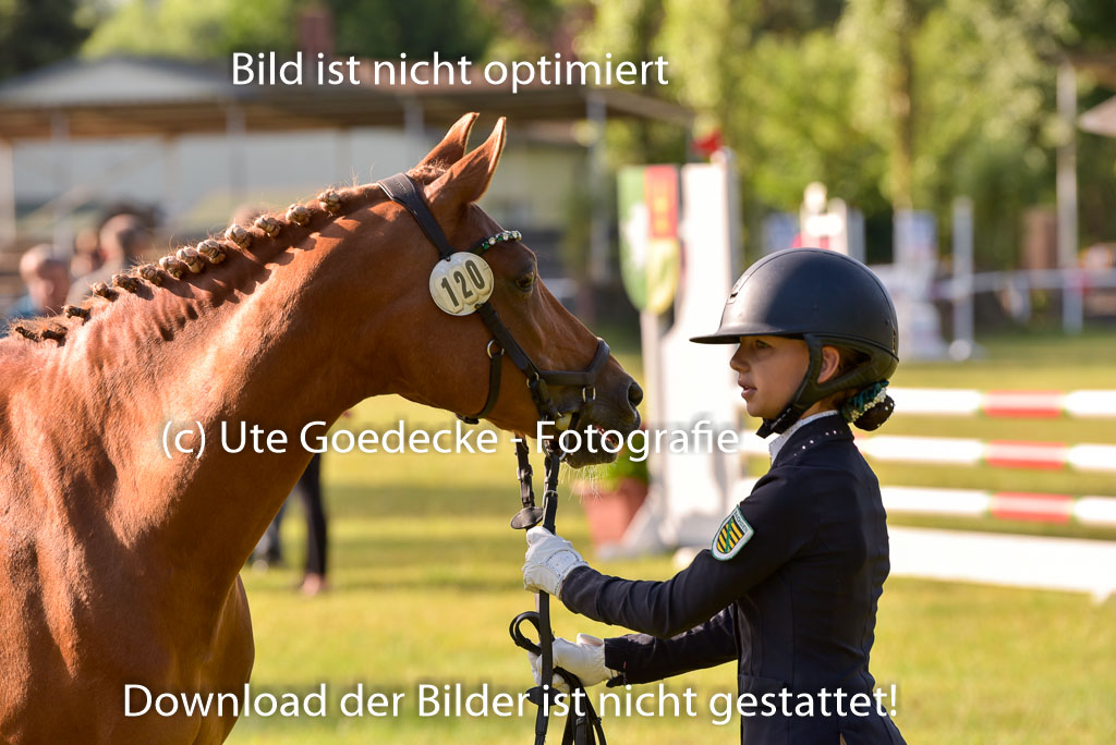 Goldene Schärpe Ponys in Hohenberg Krusemark 2024 | 14072024 Vormustern_064