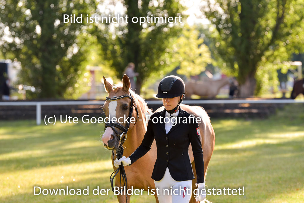 Goldene Schärpe Ponys in Hohenberg Krusemark 2024 | 14072024 Vormustern_069