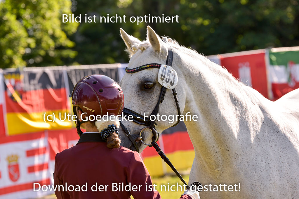 Goldene Schärpe Ponys in Hohenberg Krusemark 2024 | 14072024 Vormustern_078 