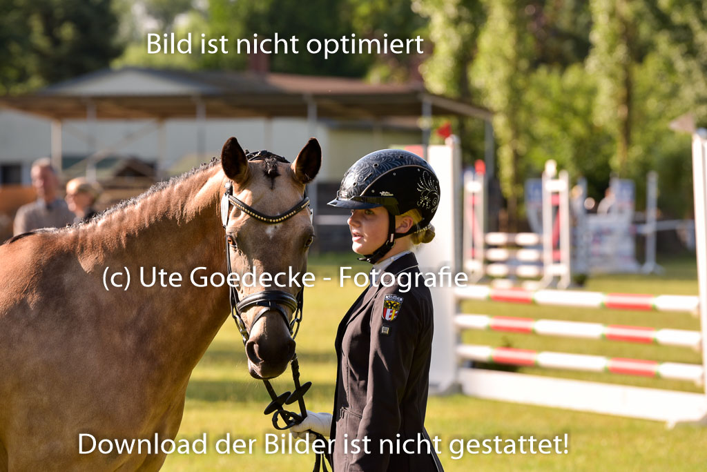 Goldene Schärpe Ponys in Hohenberg Krusemark 2024 | 14072024 Vormustern_083