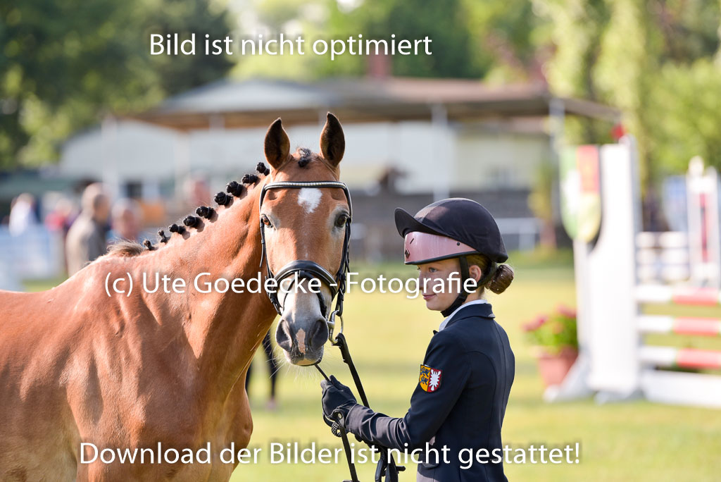 Goldene Schärpe Ponys in Hohenberg Krusemark 2024 | 14072024 Vormustern_103