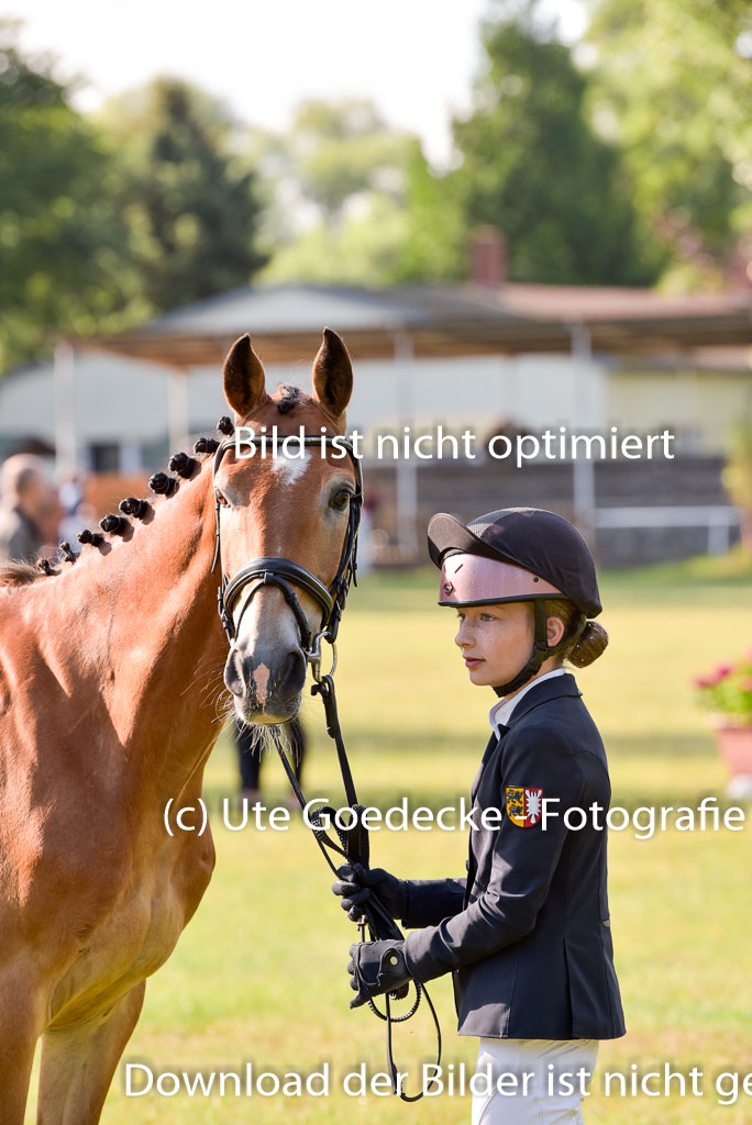 Goldene Schärpe Ponys in Hohenberg Krusemark 2024 | 14072024 Vormustern_105