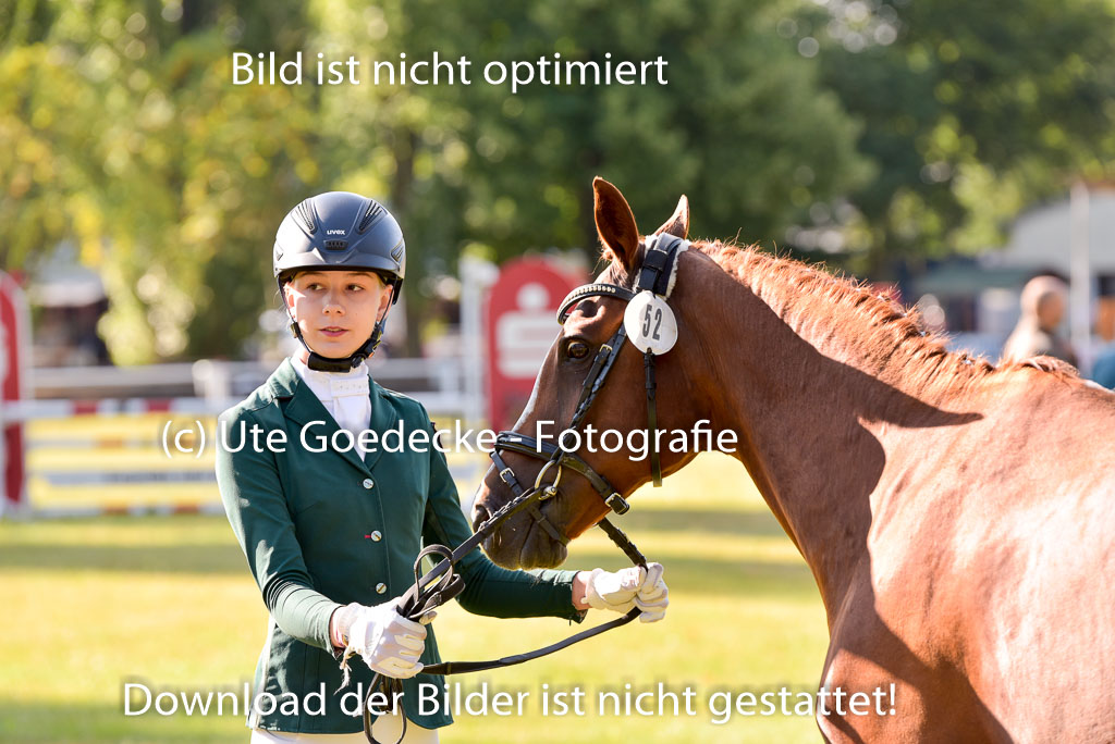 Goldene Schärpe Ponys in Hohenberg Krusemark 2024 | 14072024 Vormustern_117