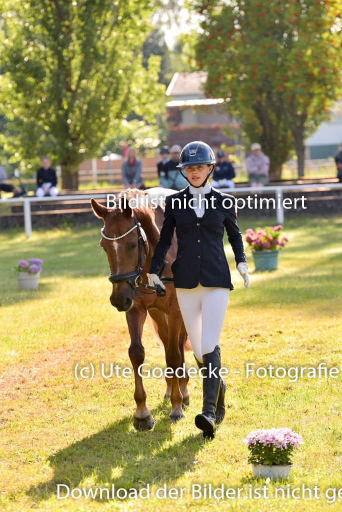 Goldene Schärpe Ponys in Hohenberg Krusemark 2024 | 14072024 Vormustern_118