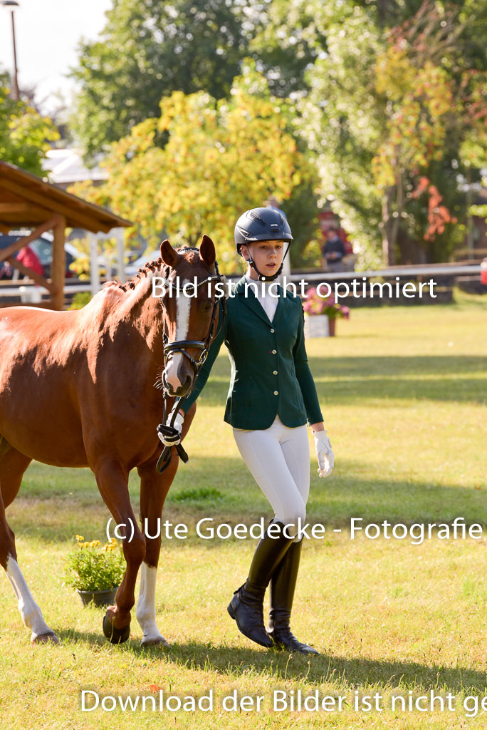 Goldene Schärpe Ponys in Hohenberg Krusemark 2024 | 14072024 Vormustern_120