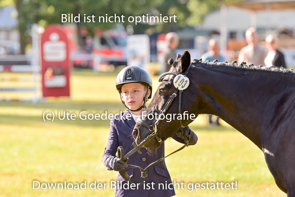 Goldene Schärpe Ponys in Hohenberg Krusemark 2024 | 14072024 Vormustern_128