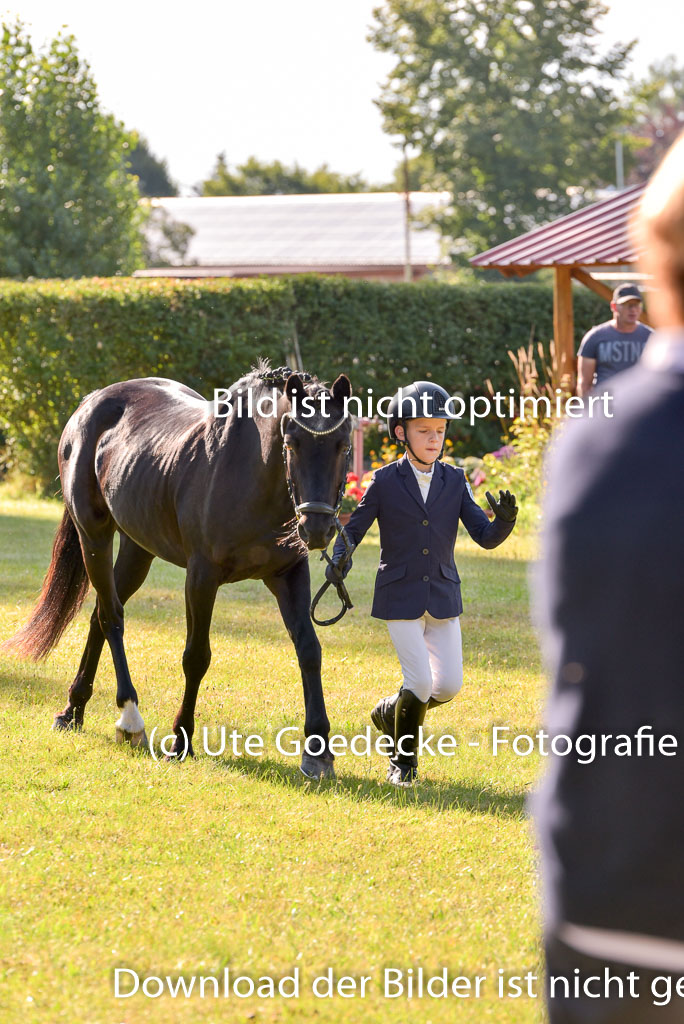 Goldene Schärpe Ponys in Hohenberg Krusemark 2024 | 14072024 Vormustern_130