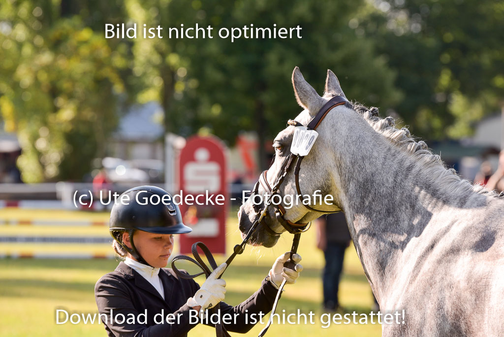 Goldene Schärpe Ponys in Hohenberg Krusemark 2024 | 14072024 Vormustern_134