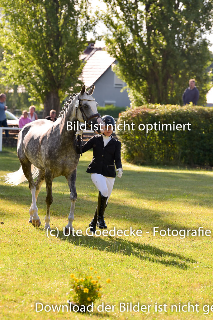 Goldene Schärpe Ponys in Hohenberg Krusemark 2024 | 14072024 Vormustern_135