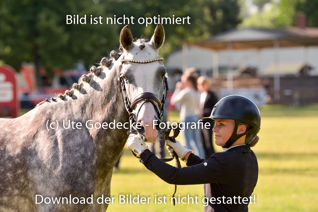 Goldene Schärpe Ponys in Hohenberg Krusemark 2024 | 14072024 Vormustern_138