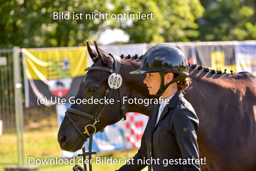 Goldene Schärpe Ponys in Hohenberg Krusemark 2024 | 14072024 Vormustern_139