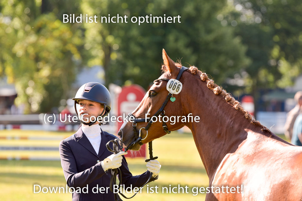 Goldene Schärpe Ponys in Hohenberg Krusemark 2024 | 14072024 Vormustern_140