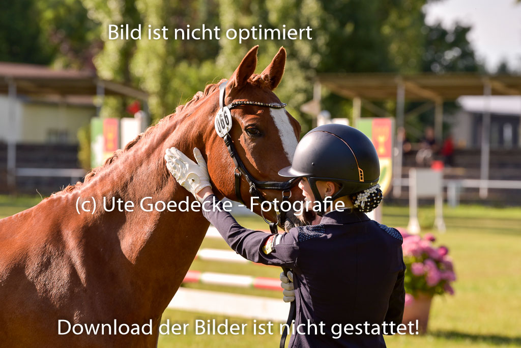 Goldene Schärpe Ponys in Hohenberg Krusemark 2024 | 14072024 Vormustern_145