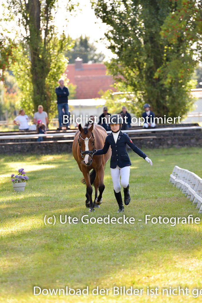 Goldene Schärpe Ponys in Hohenberg Krusemark 2024 | 14072024 Vormustern_146