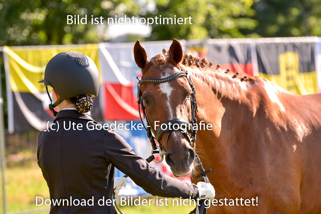 Goldene Schärpe Ponys in Hohenberg Krusemark 2024 | 14072024 Vormustern_158