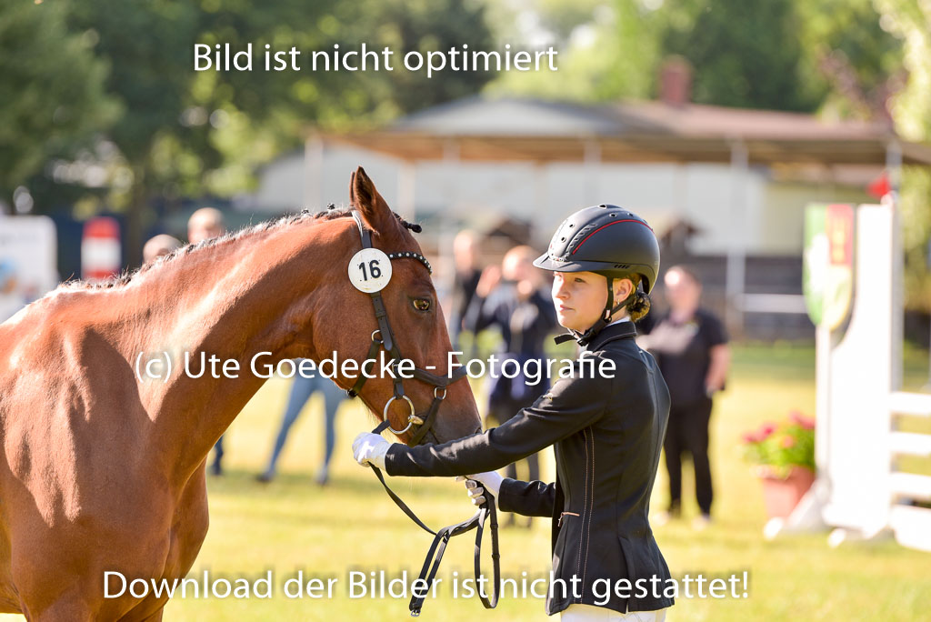 Goldene Schärpe Ponys in Hohenberg Krusemark 2024 | 14072024 Vormustern_166