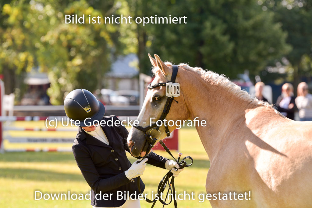 Goldene Schärpe Ponys in Hohenberg Krusemark 2024 | 14072024 Vormustern_177