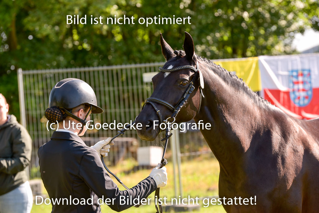 Goldene Schärpe Ponys in Hohenberg Krusemark 2024 | 14072024 Vormustern_183