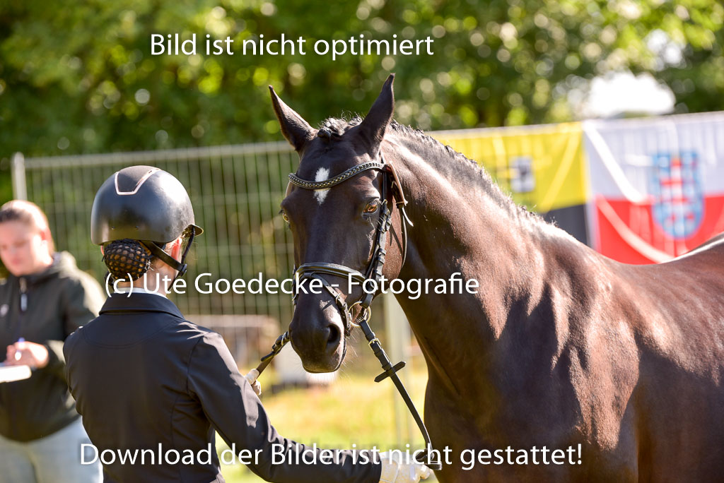 Goldene Schärpe Ponys in Hohenberg Krusemark 2024 | 14072024 Vormustern_184