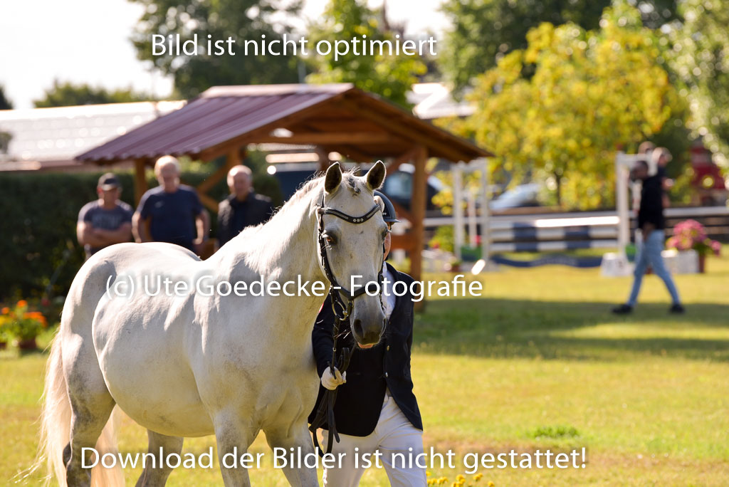 Goldene Schärpe Ponys in Hohenberg Krusemark 2024 | 14072024 Vormustern_213