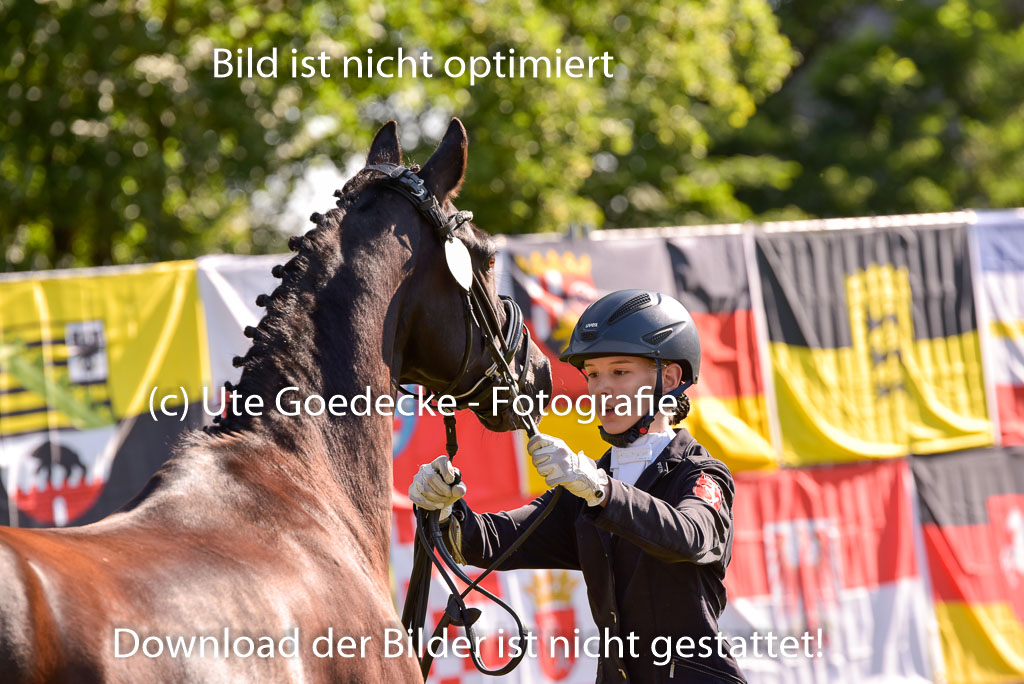 Goldene Schärpe Ponys in Hohenberg Krusemark 2024 | 14072024 Vormustern_219