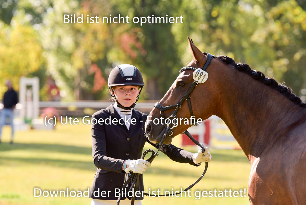 Goldene Schärpe Ponys in Hohenberg Krusemark 2024 | 14072024 Vormustern_222