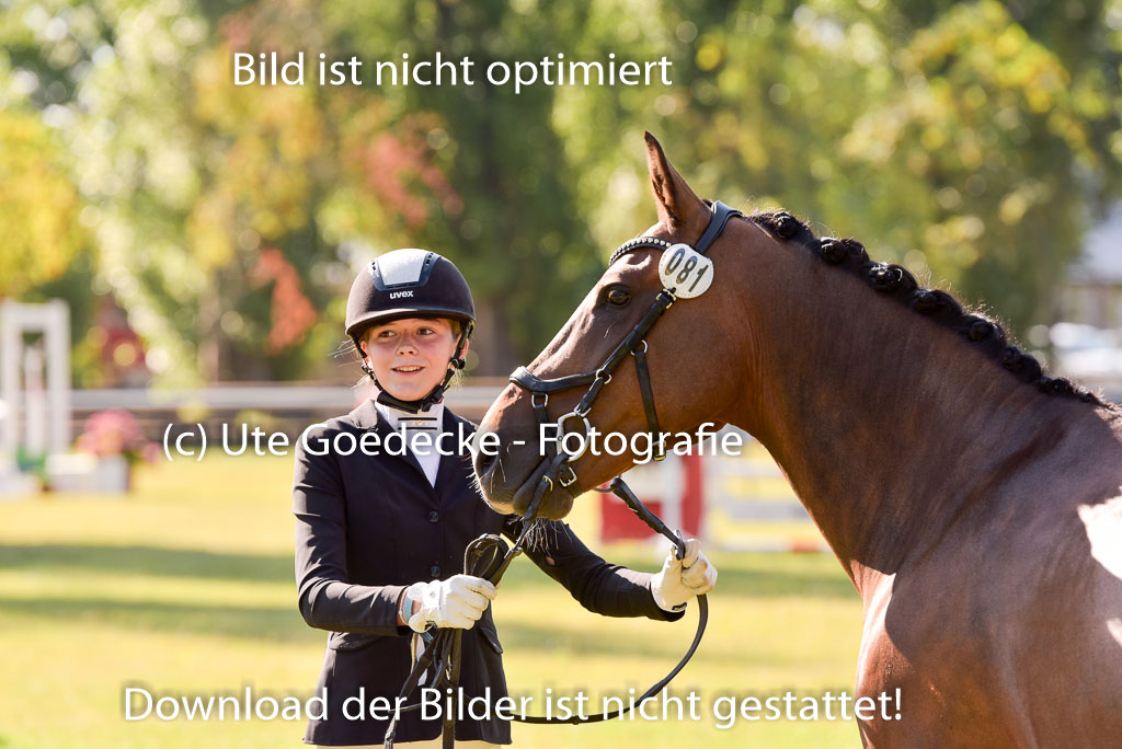 Goldene Schärpe Ponys in Hohenberg Krusemark 2024 | 14072024 Vormustern_223