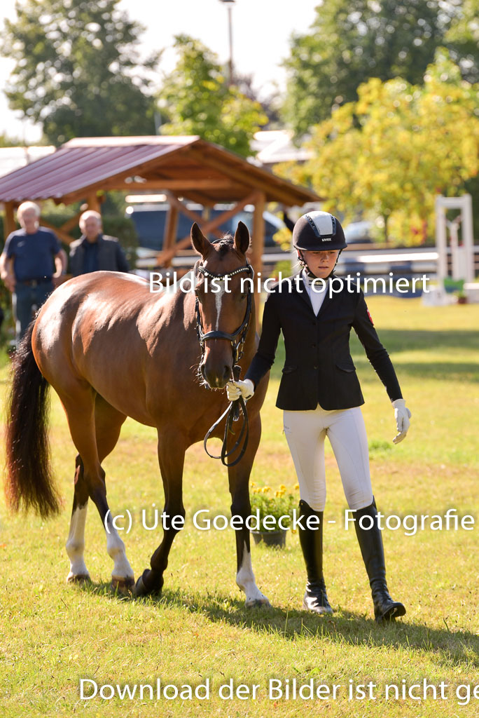 Goldene Schärpe Ponys in Hohenberg Krusemark 2024 | 14072024 Vormustern_228