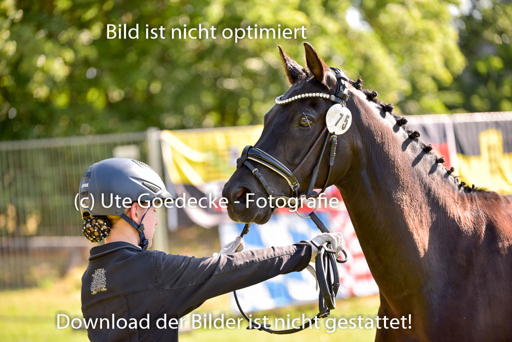 Goldene Schärpe Ponys in Hohenberg Krusemark 2024 | 14072024 Vormustern_231