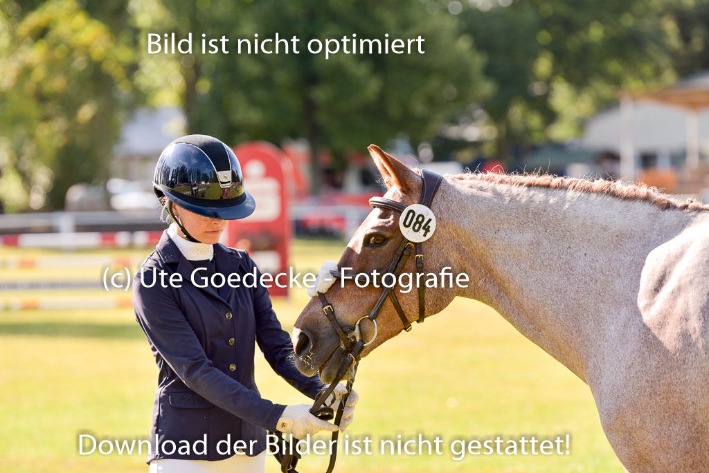 Goldene Schärpe Ponys in Hohenberg Krusemark 2024 | 14072024 Vormustern_235