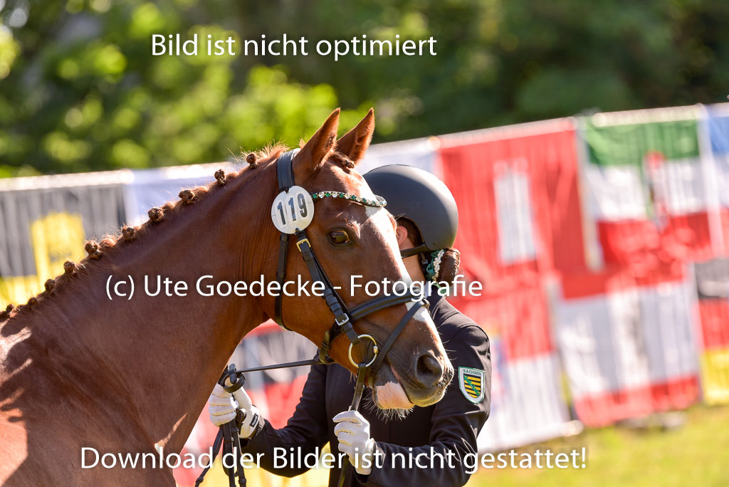 Goldene Schärpe Ponys in Hohenberg Krusemark 2024 | 14072024 Vormustern_240