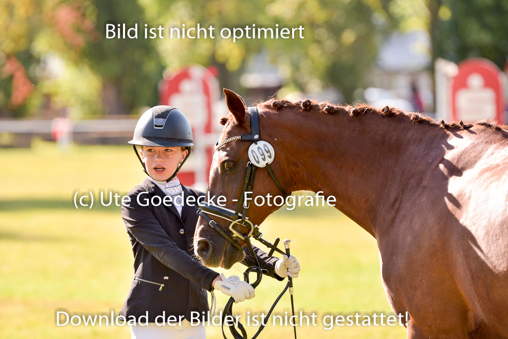 Goldene Schärpe Ponys in Hohenberg Krusemark 2024 | 14072024 Vormustern_249