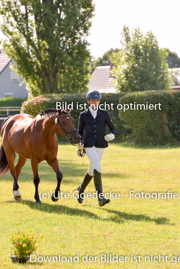 Goldene Schärpe Ponys in Hohenberg Krusemark 2024 | 14072024 Vormustern_260