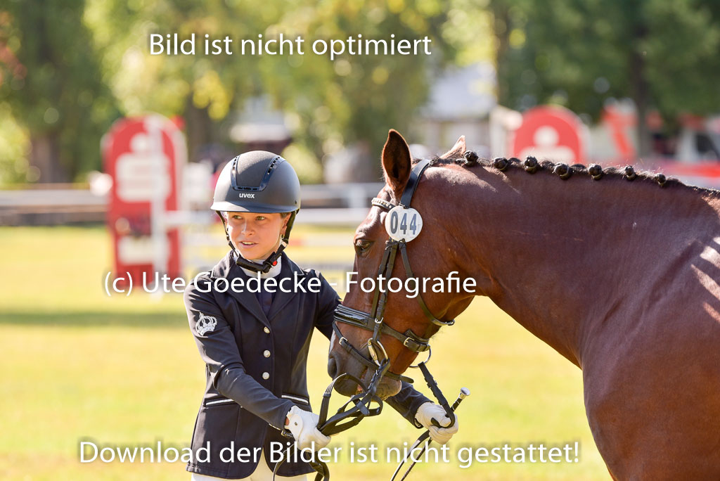 Goldene Schärpe Ponys in Hohenberg Krusemark 2024 | 14072024 Vormustern_267