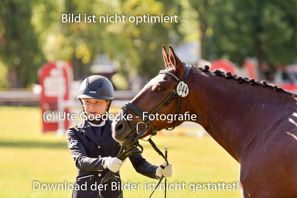 Goldene Schärpe Ponys in Hohenberg Krusemark 2024 | 14072024 Vormustern_268