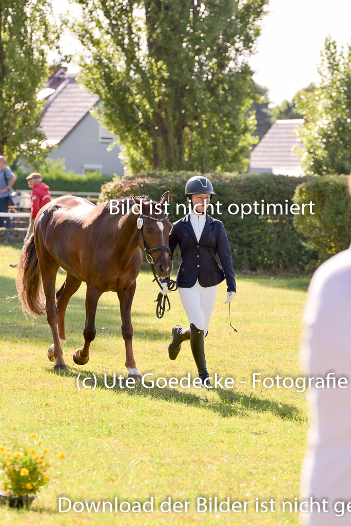 Goldene Schärpe Ponys in Hohenberg Krusemark 2024 | 14072024 Vormustern_278