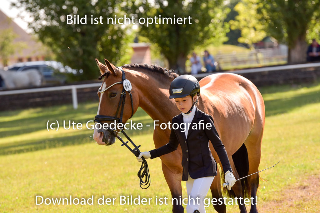Goldene Schärpe Ponys in Hohenberg Krusemark 2024 | 14072024 Vormustern_280