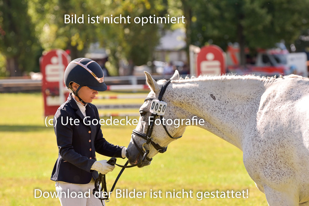 Goldene Schärpe Ponys in Hohenberg Krusemark 2024 | 14072024 Vormustern_285