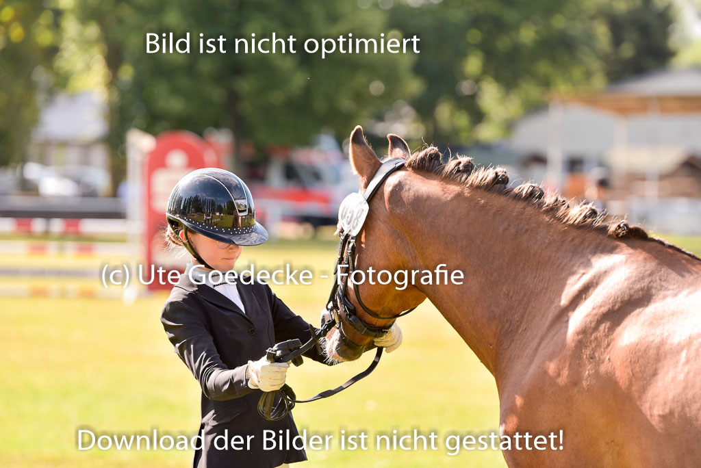 Goldene Schärpe Ponys in Hohenberg Krusemark 2024 | 14072024 Vormustern_298