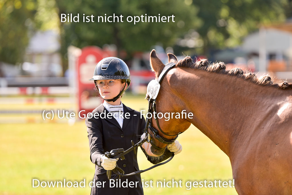Goldene Schärpe Ponys in Hohenberg Krusemark 2024 | 14072024 Vormustern_299