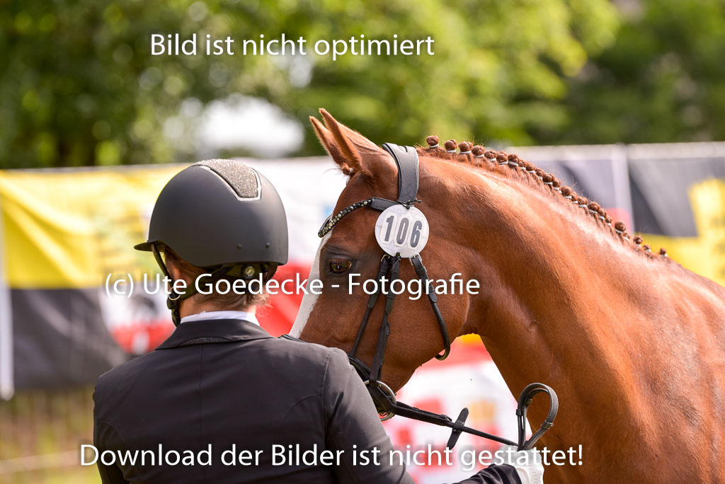 Goldene Schärpe Ponys in Hohenberg Krusemark 2024 | 14072024 Vormustern_436