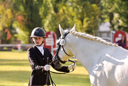 Goldene Schärpe Ponys in Hohenberg Krusemark 2024 | 14072024 Vormustern_029 